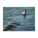 Sperm Whale postcards