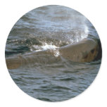 Sperm whale round sticker