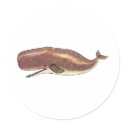 Sperm Whale stickers