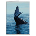 Sperm Whale Tail cards