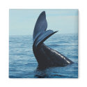 Sperm Whale Tail magnets