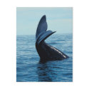 Sperm Whale Tail postcards