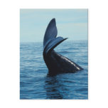 Sperm Whale Tail postcards