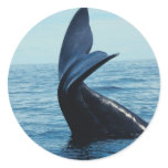 Sperm Whale Tail stickers