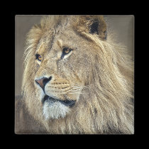 Sphinx Magnet