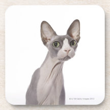 Sphynx Cat with surprised expression Coaster