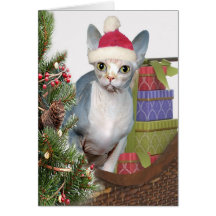 Sphynx Christmas Card