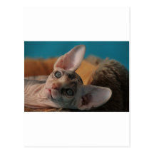 Sphynx Wens Kaarten