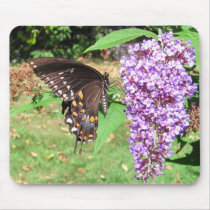 Spicebush butterfly ~ mousepad