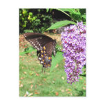 Spicebush butterfly ~ postcard