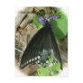 Spicebush Male Butterfly on Violet Postcard