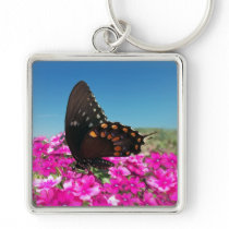 Spicebush Swallowtail Butterfly