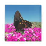 Spicebush Swallowtail Butterfly magnets
