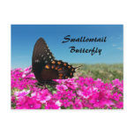 Spicebush Swallowtail Butterfly postcards