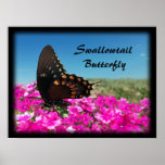 Spicebush Swallowtail Butterfly posters