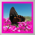 Spicebush Swallowtail Butterfly posters