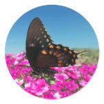 Spicebush Swallowtail Butterfly stickers