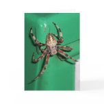 Spider 7704 - Vertical cards
