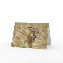 Spider and Egg Sac Greeting Card
