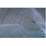 Spider and web cut out