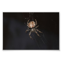 Spider Art Photo