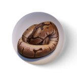 Spider Ball Python Button