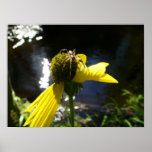 spider by the river posters