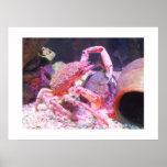 Spider crab posters