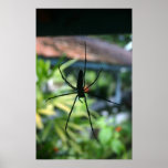 Spider in web posters
