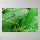 spider leaf print
