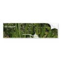 Spider lily plant and blossoms bumper stickers
