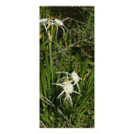 Spider lily plant and blossoms rack card