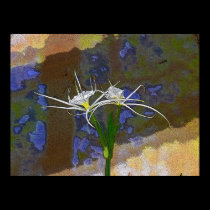 spider lily posters