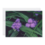 Spider Lily, (Tradescantia Andersonia) flow invitations