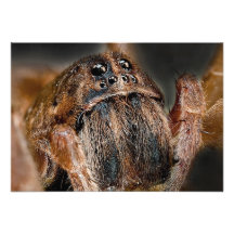 Spider Macro Personalized Invitations