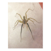 Spider Male Postcard