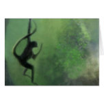 Spider Monkey in Motion cards