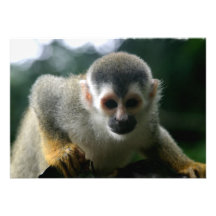 Spider Monkey Invitation
