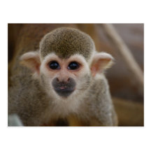 Spider monkey postcard