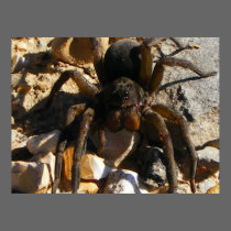 SPIDER NEAR THE TRACKS posters