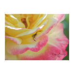 Spider on a Rose Wrapped Canvas Stretched Canvas Prints