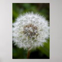 Spider on Dandelion posters
