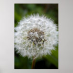 Spider on Dandelion posters