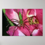 Spider on Rose Canvas Print