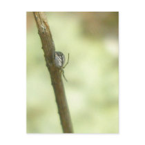 Spider on Weed (Araneus?) Postcard