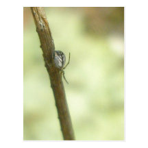 Spider on Weed (Araneus?) Postcard