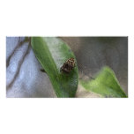 Spider photo cards