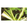 Spider plant and pea vines picture card