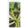 Spider plant and pea vines rack cards