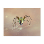 Spider postcards